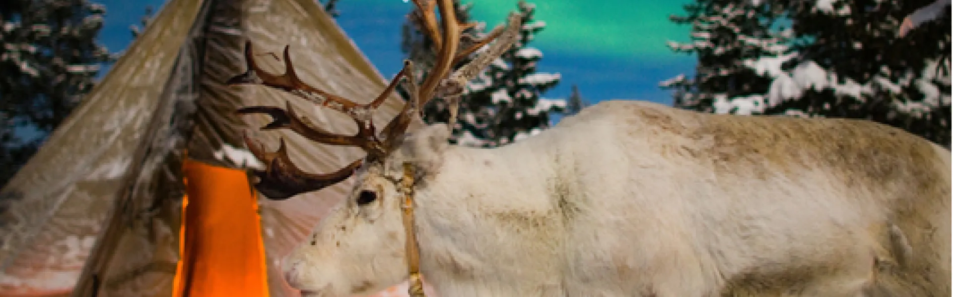 Experience Christmas in Lapland Adventure Lapland